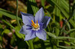 Prairie pleatleaf